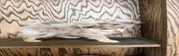 Pomeranian dogs for sale: Fallon  - Ad 6