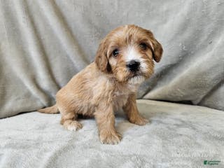 Cavapoo dogs Ziti - Ad 14