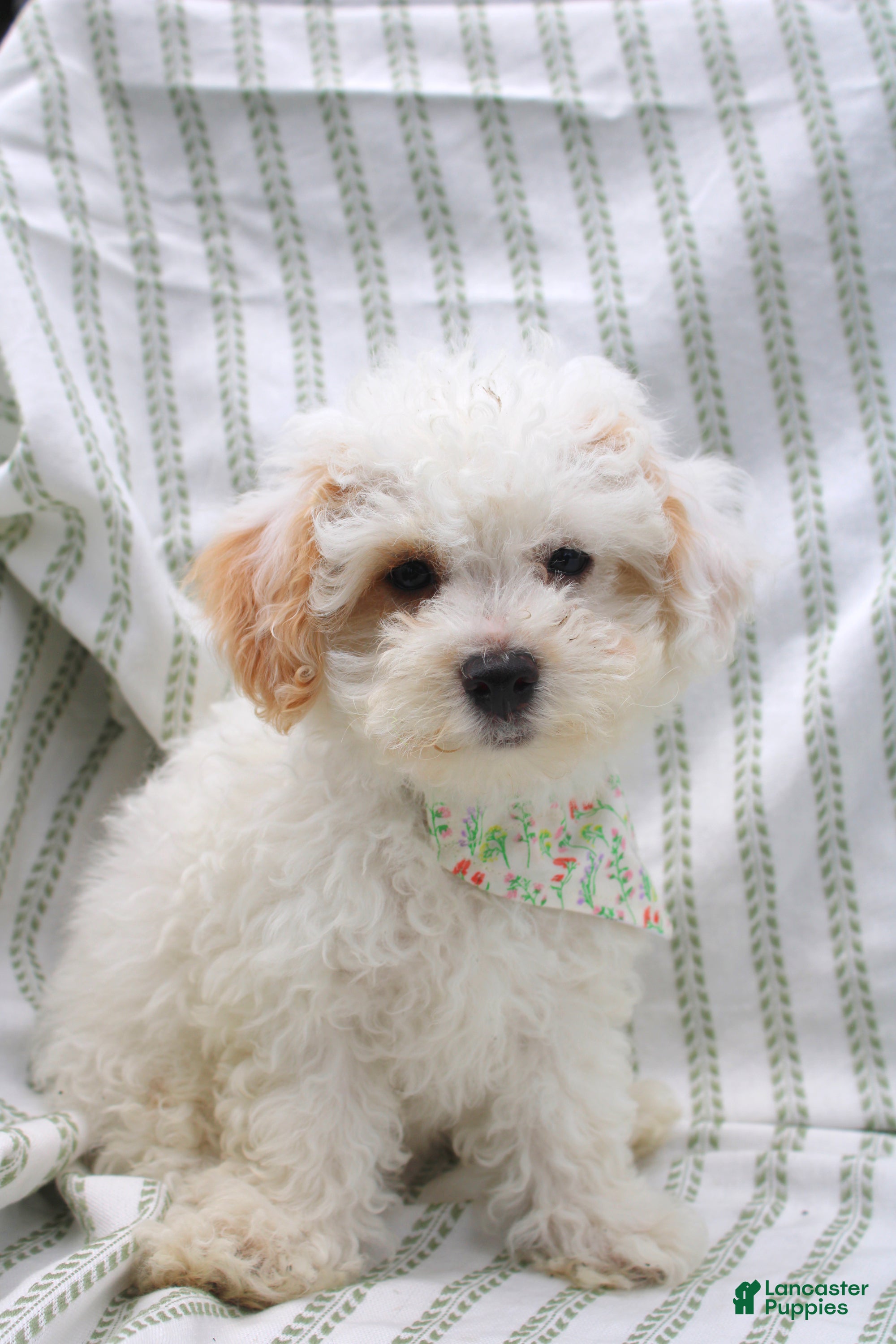 Bichpoo dogs Sable - Ad 1