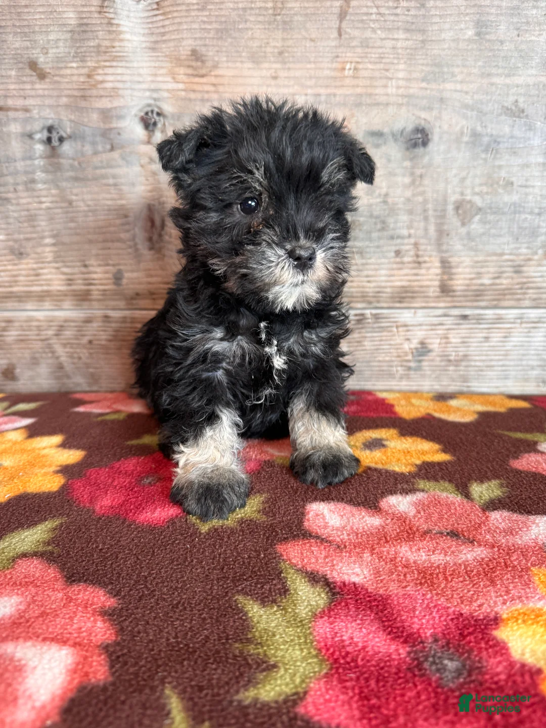 Miniature Schnauzer dogs for sale: Miniature Schnauzer Puppy 1 - Ad 3