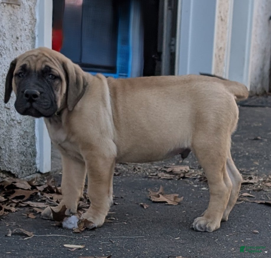 English Mastiff dogs Gallant - Ad 18