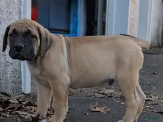 English Mastiff dogs Gallant - Ad 18