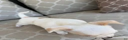 Chihuahua dogs for sale: Princess  - Ad 3