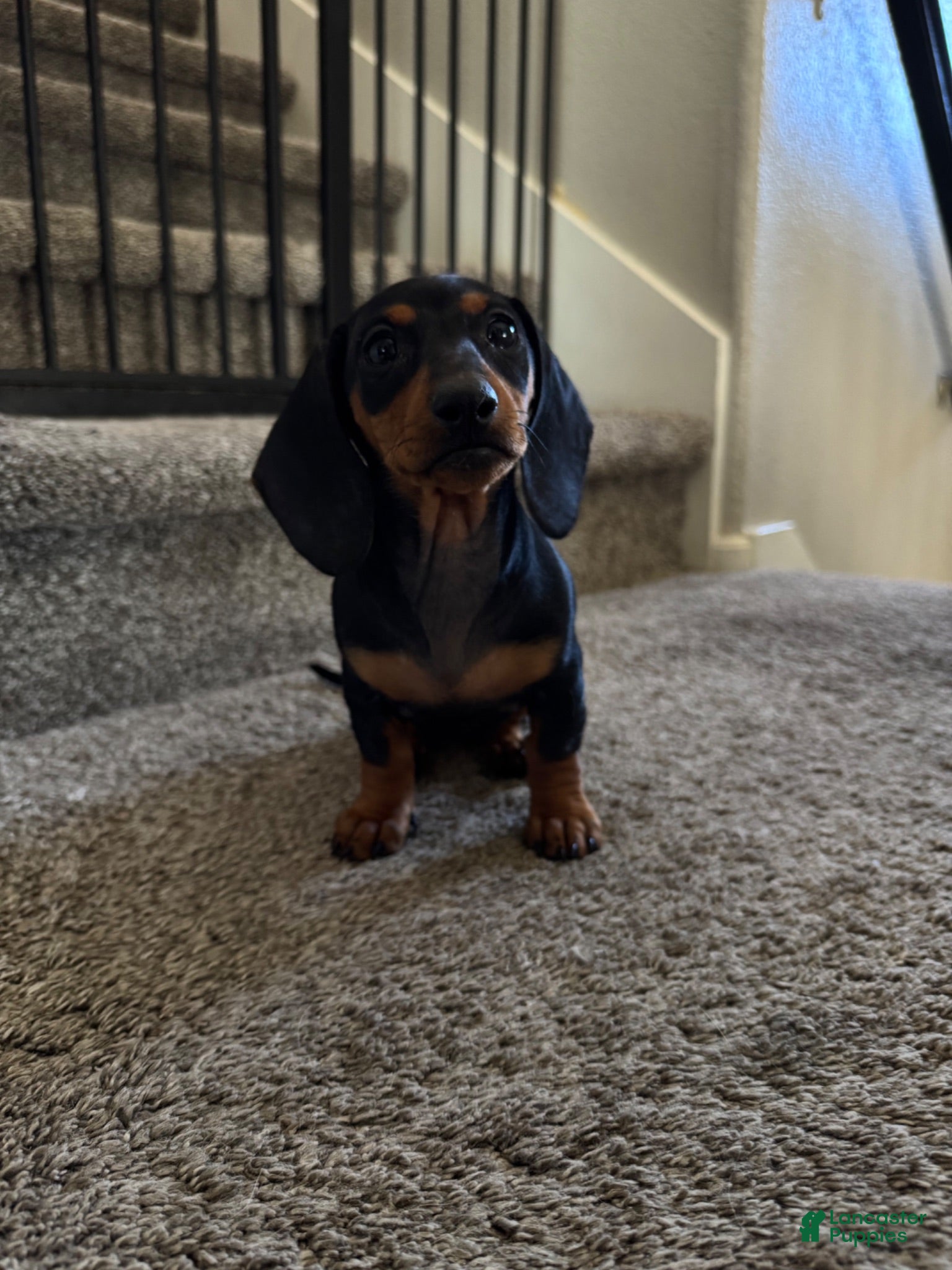 Dachshund dogs Dachshund 2 - Ad 16