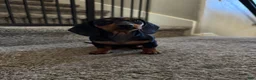 Dachshund dogs for sale: Dachshund 2 - Ad 1