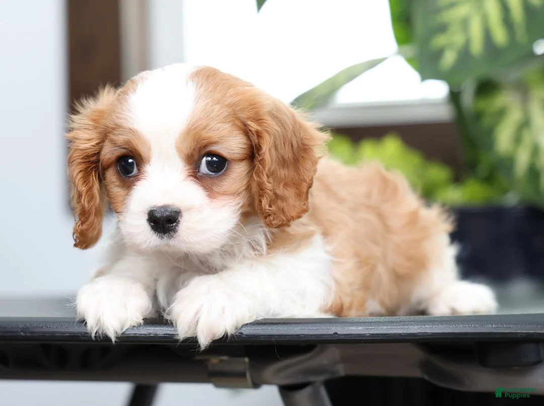 Cavalier King Charles Spaniel dogs for sale: Benji - Ad 5