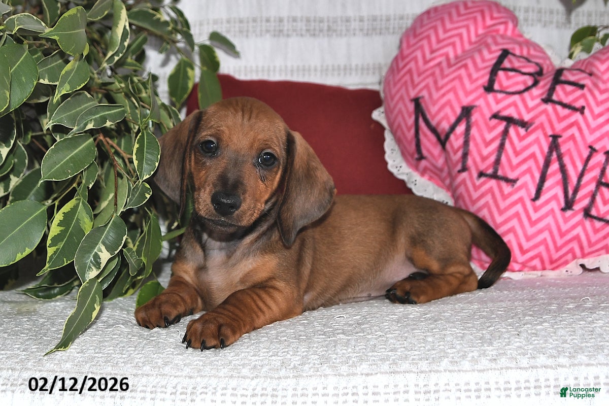 Miniature Dachshund dogs Hunter - Ad 2