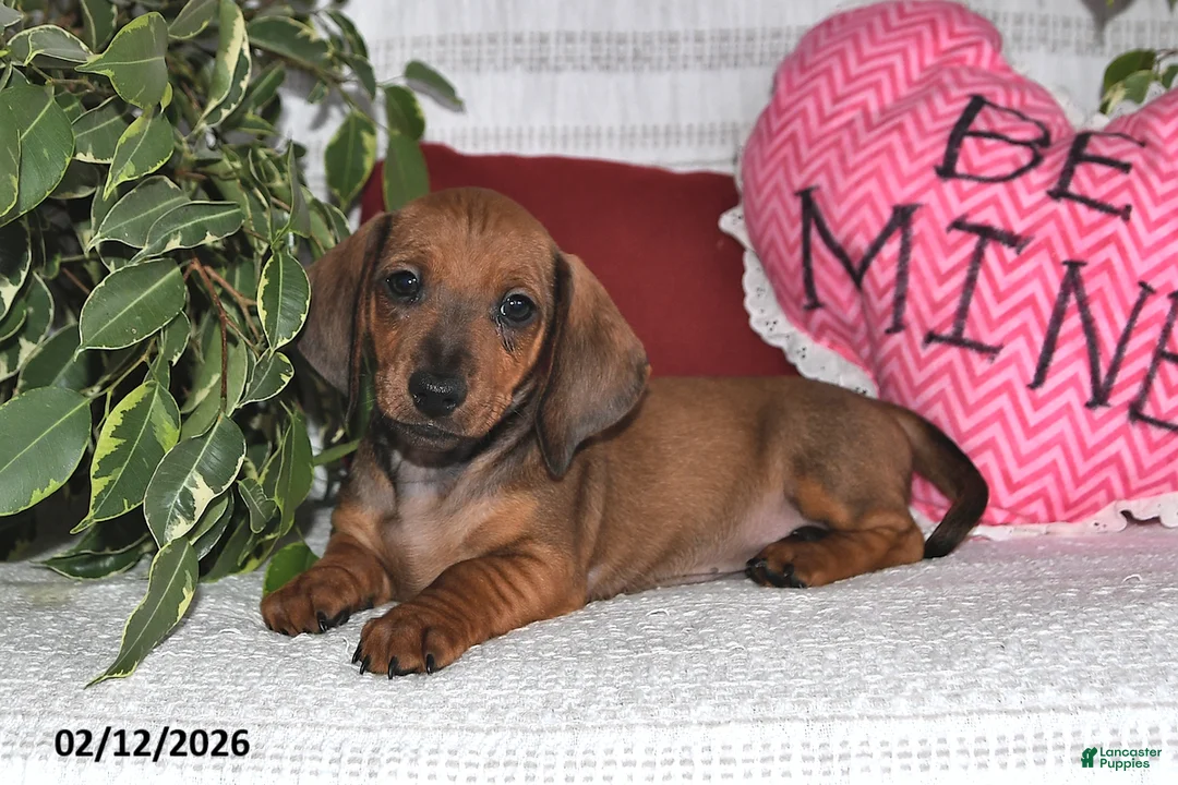 Miniature Dachshund dogs for sale: Hunter - Ad 2