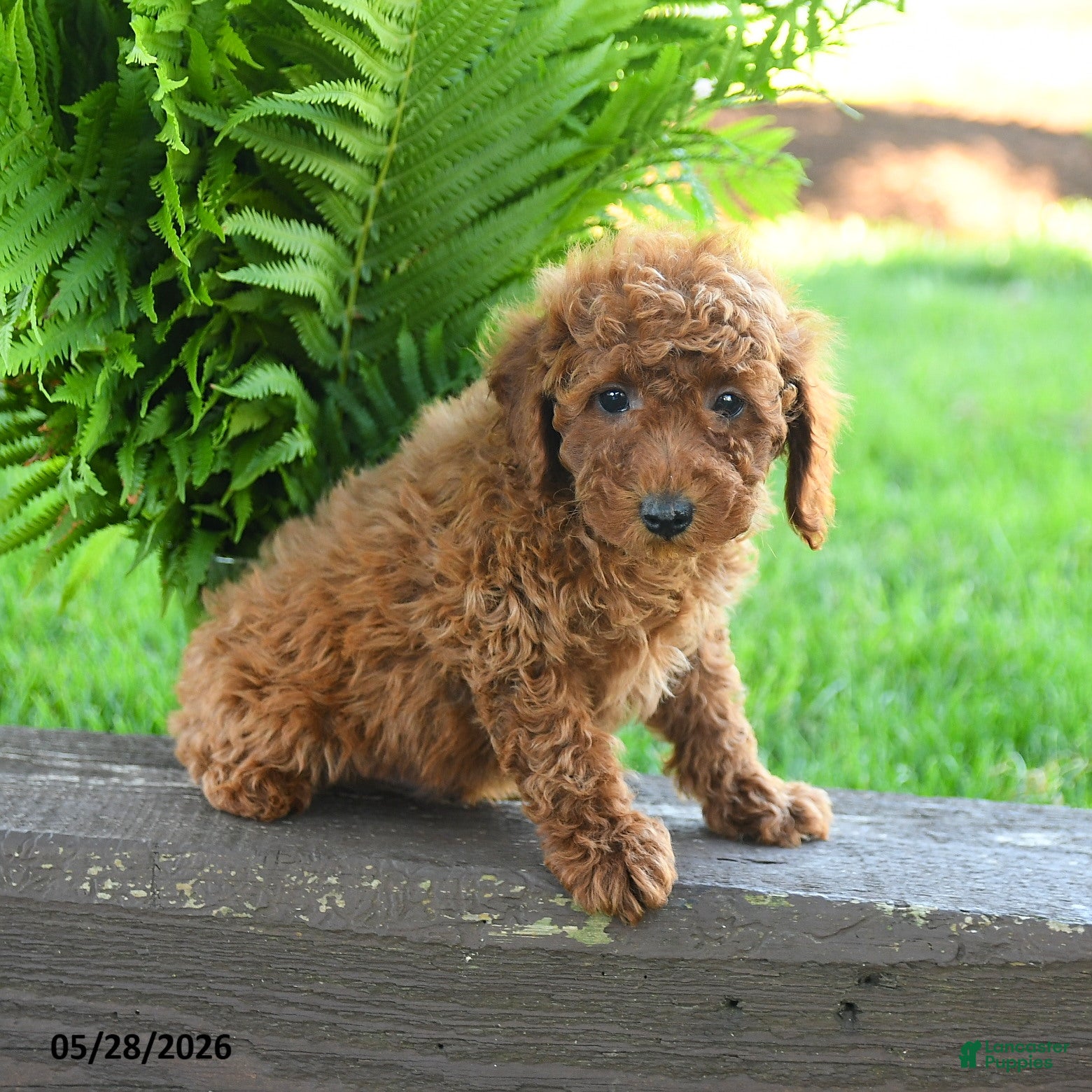 Miniature Poodle dogs Tristan - Ad 2