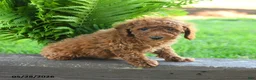 Miniature Poodle dogs for sale: Tristan - Ad 2