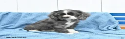 English Cocker Spaniel dogs for sale: Sunshine - Ad 3