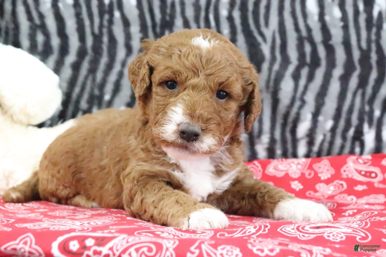 Mini Goldendoodle dogs Marla - Ad 2