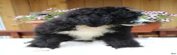 Bernedoodle dogs for sale: Logan - Ad 5