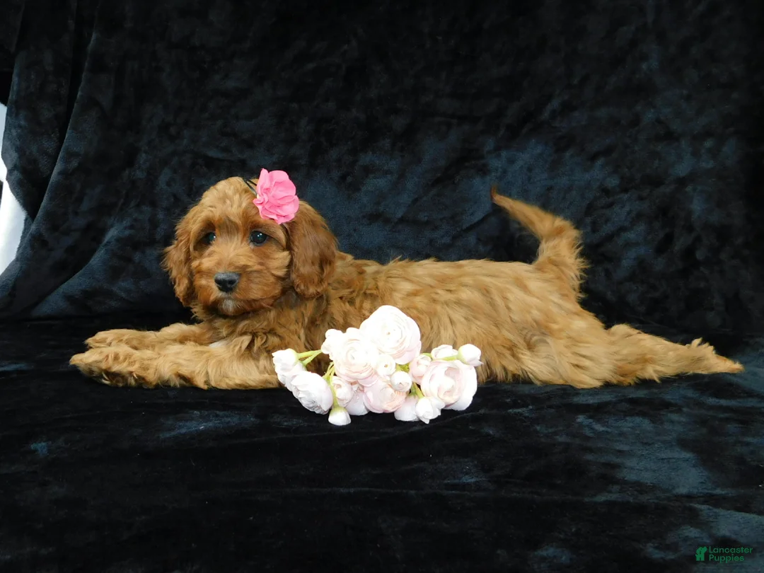 Cavapoo dogs for sale: Princess - Ad 8
