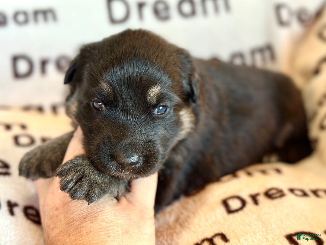 German Shepherd dogs for sale: Homer - Ad 2