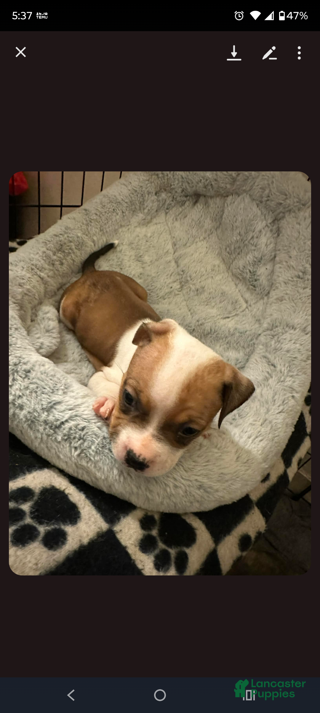 American Staffordshire Terrier dogs American Staffordshire Terrier Puppy 7 - Ad 3