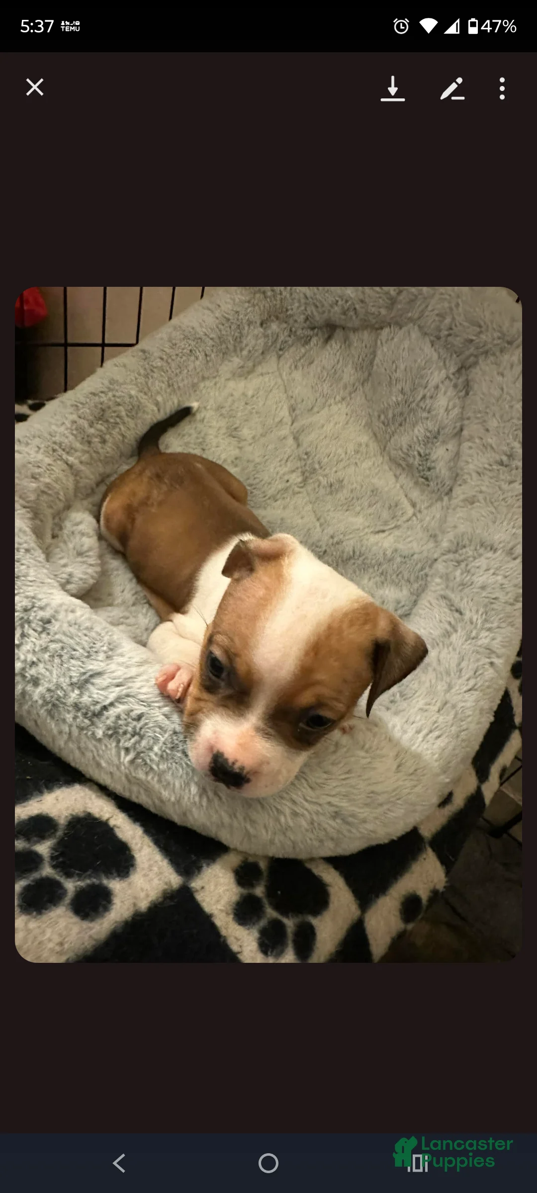 American Staffordshire Terrier dogs for sale: American Staffordshire Terrier Puppy 7 - Ad 1