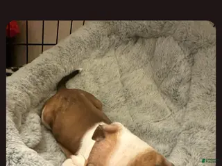 American Staffordshire Terrier dogs American Staffordshire Terrier Puppy 7 - Ad 7