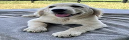 Golden Retriever dogs for sale: Winston - Ad 4