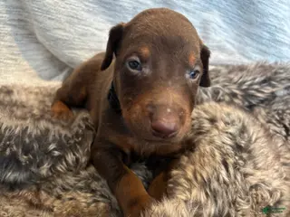 Doberman Pinscher dogs Atlas - Ad 14