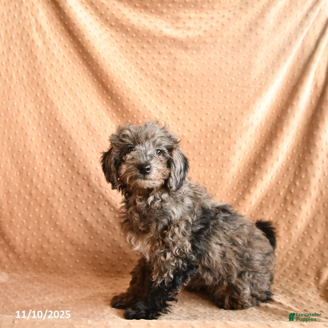 Mini Aussiedoodle dogs for sale: Snickers - Ad 3