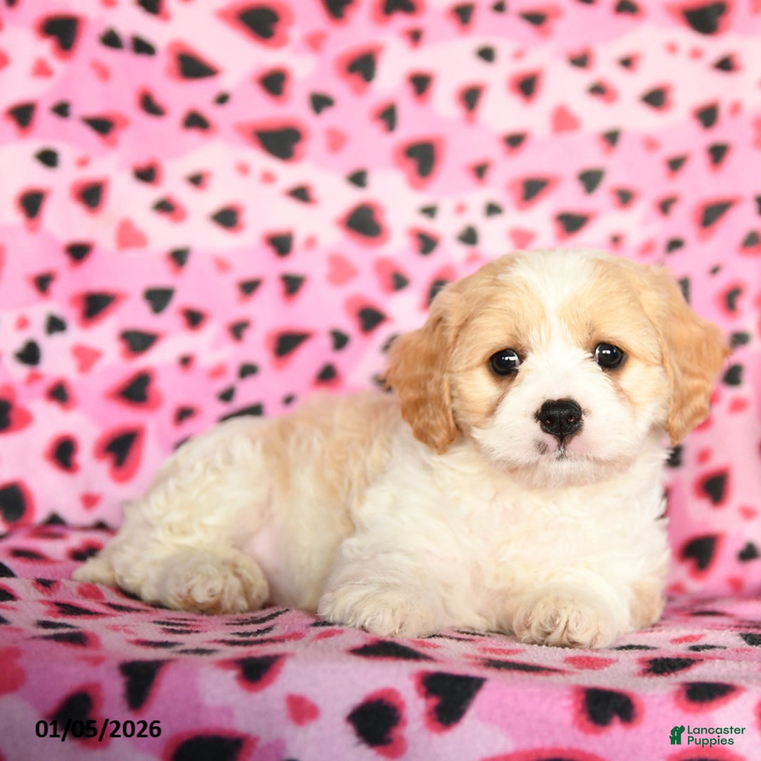 Cavachon dogs for sale: Biscuit - Ad 2