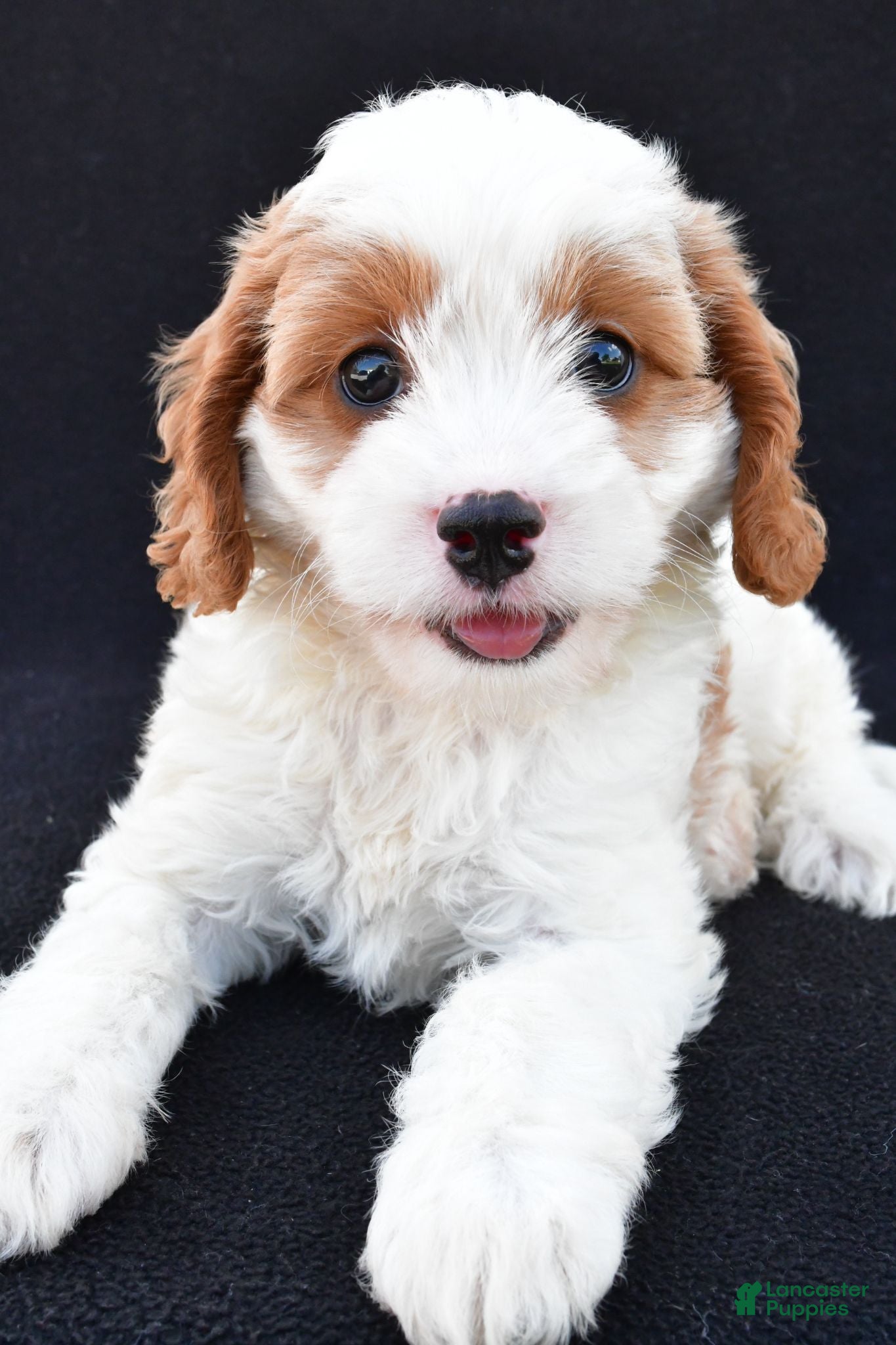 Cavapoo dogs Lady - Ad 2