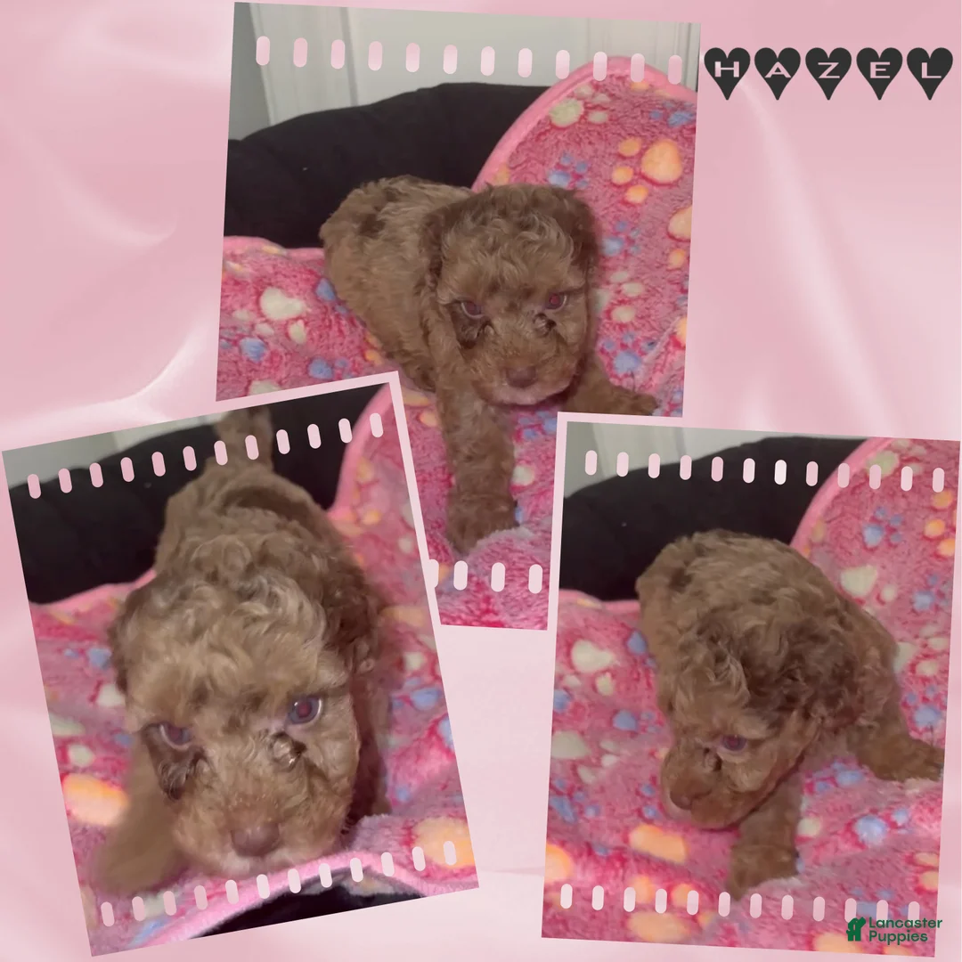 Miniature Poodle dogs for sale: Miniature Poodle 2 - Ad 1