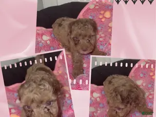 Miniature Poodle dogs Miniature Poodle 2 - Ad 5