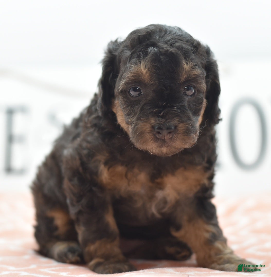 Toy Poodle dogs for sale: Shadow  - Ad 1