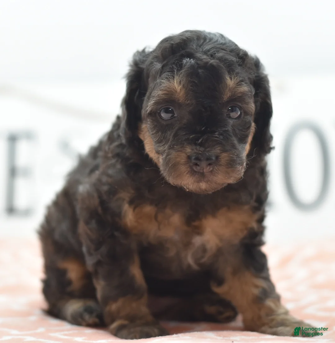 Toy Poodle dogs for sale: Shadow  - Ad 1