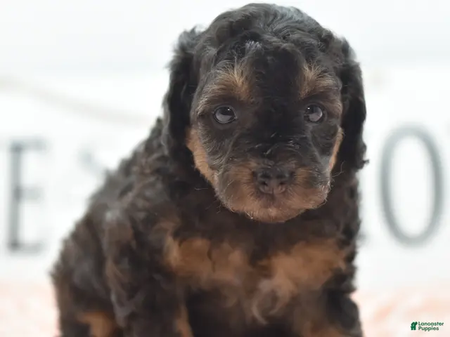 Toy Poodle dogs for sale: Shadow - Ad 1