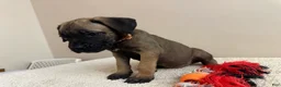 Cane Corso dogs for sale: Chocolate  - Ad 5
