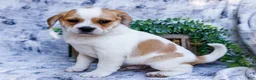 Puggle dogs for sale: Chester - Ad 4