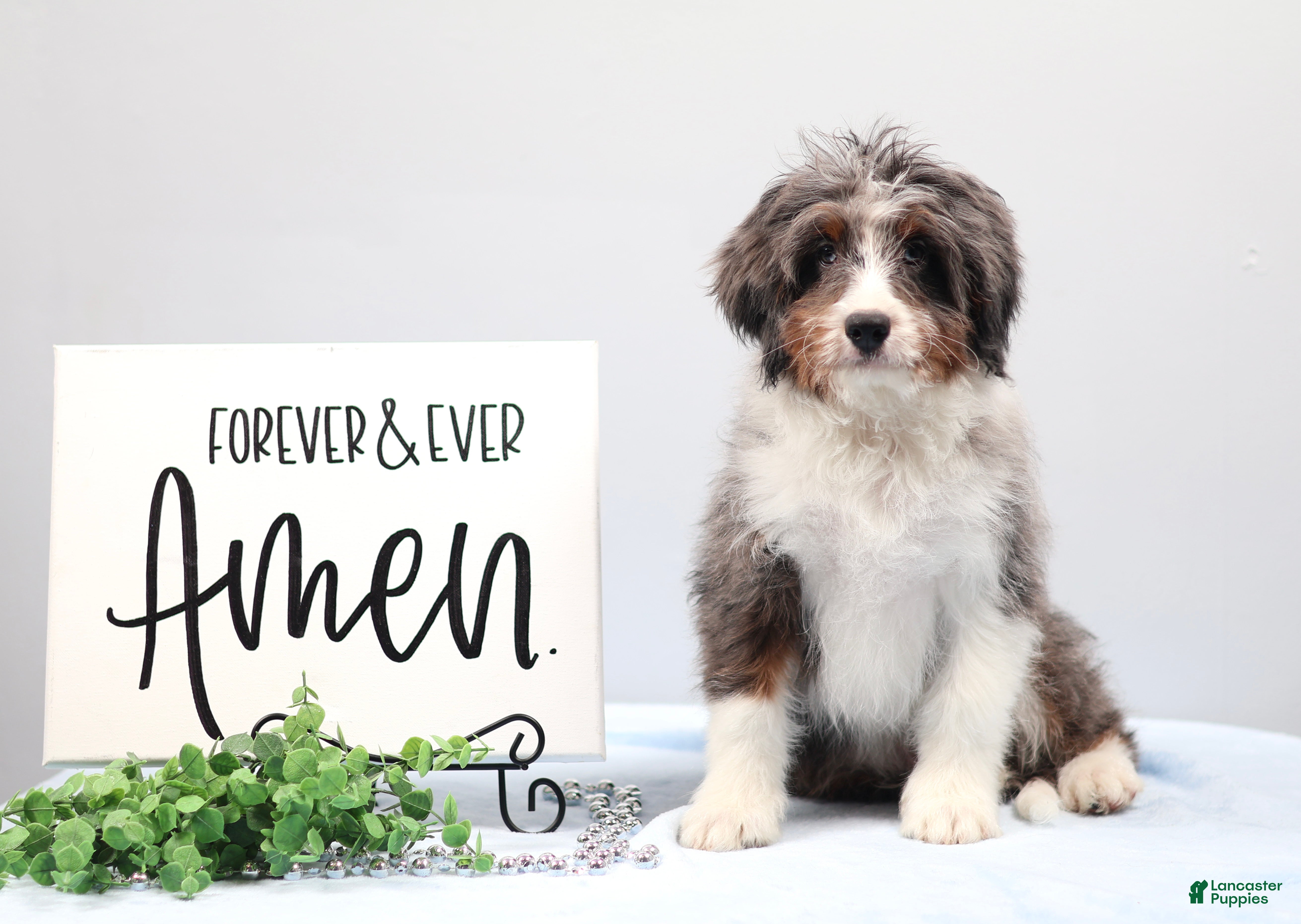 Mini Bernedoodle dogs Banjo - Ad 1