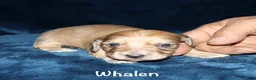 Miniature Dachshund dogs for sale: Whalen - Ad 5