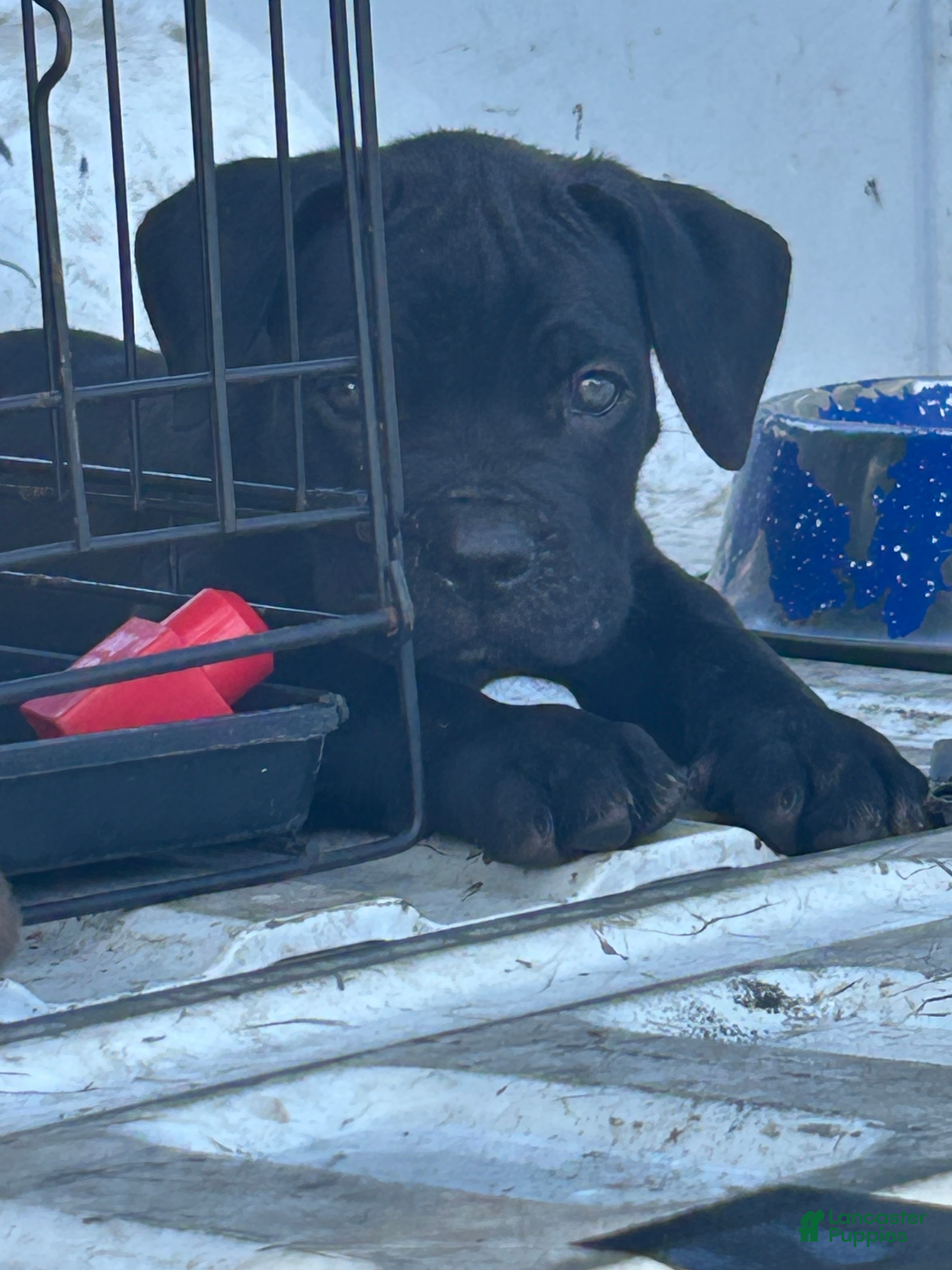 Cane Corso dogs Cane Corso 2 - Ad 2