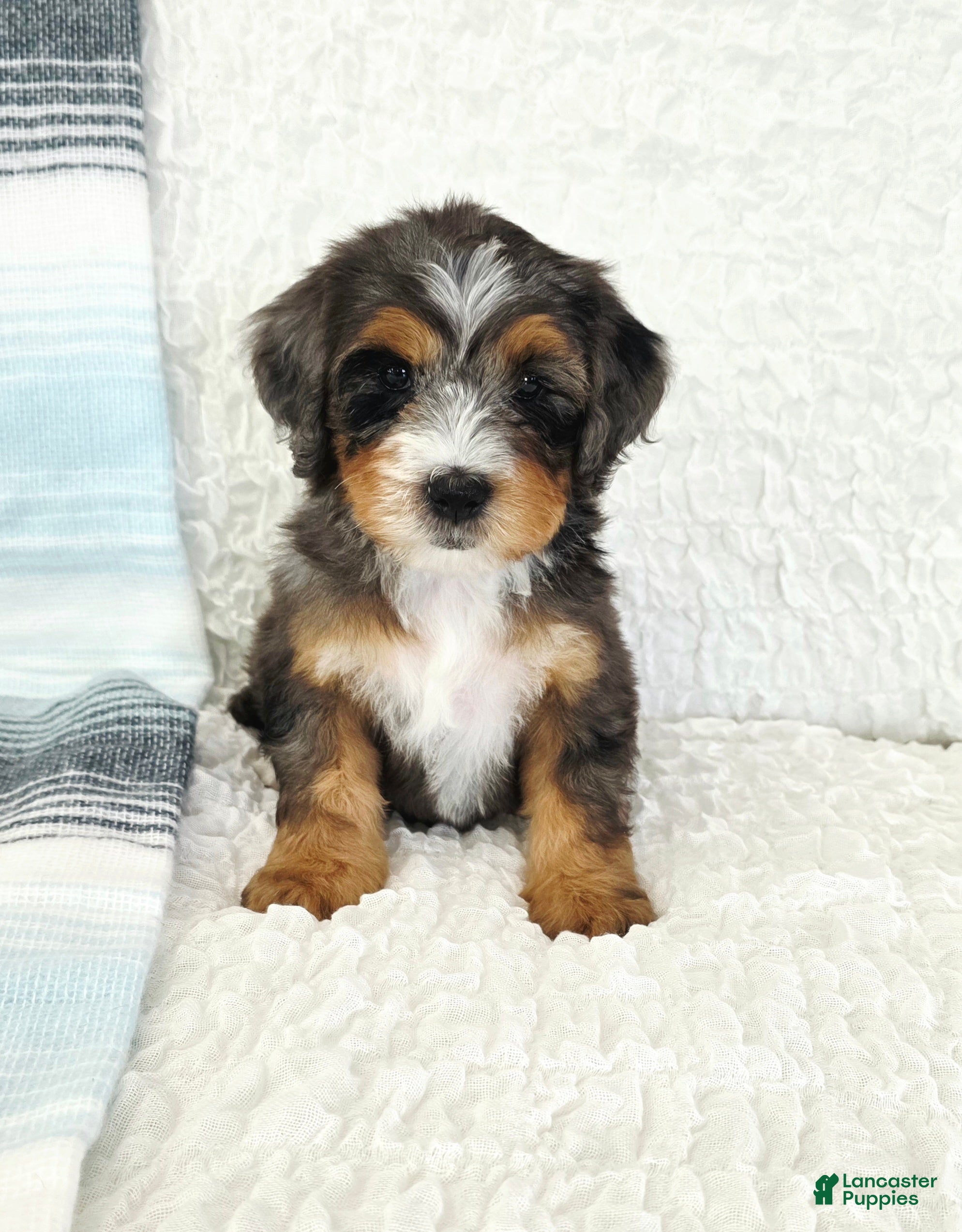 Bernedoodle dogs Archie - Ad 41