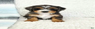 Archie