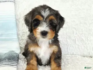 Bernedoodle dogs Archie - Ad 41