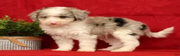 Mini Sheepadoodle dogs for sale: Duke - Ad 4