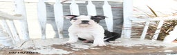 Boston Terrier dogs for sale: Naveen - Ad 7