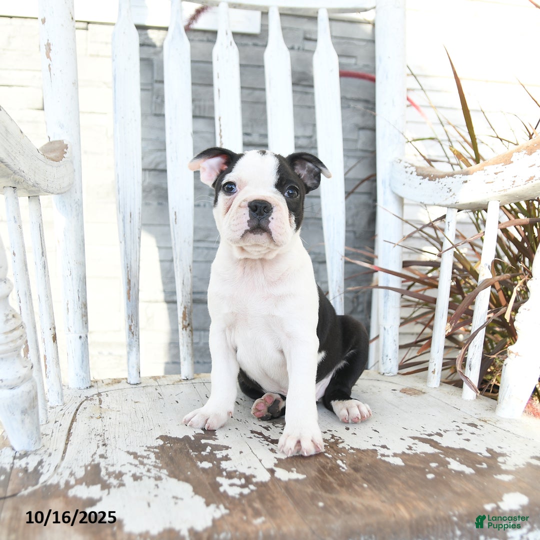 Boston Terrier dogs for sale: Naveen - Ad 7