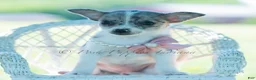 Chihuahua dogs for sale: Prada - Ad 3