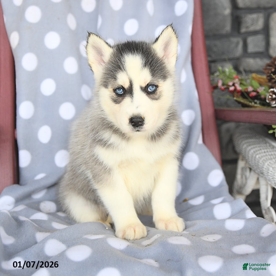 Siberian Husky dogs Callie - Ad 19