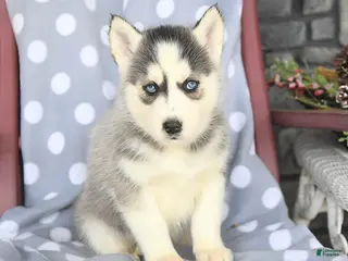 Siberian Husky dogs Callie - Ad 42
