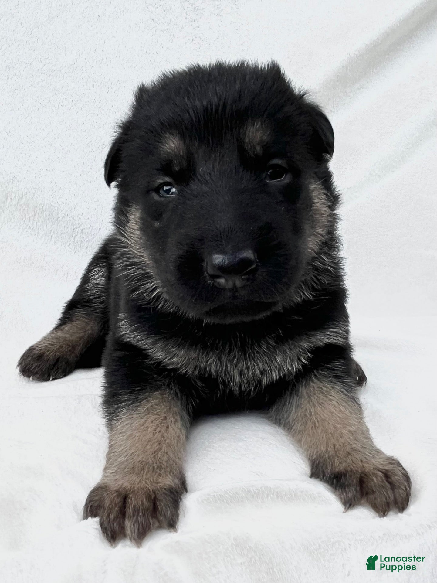 German Shepherd dogs Shadow - Ad 1
