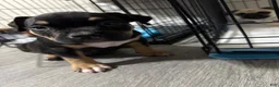 American Bully dogs for sale: American Bully 1 - Ad 4