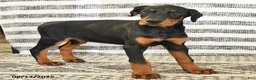 Doberman Pinscher dogs for sale: Duke - Ad 4