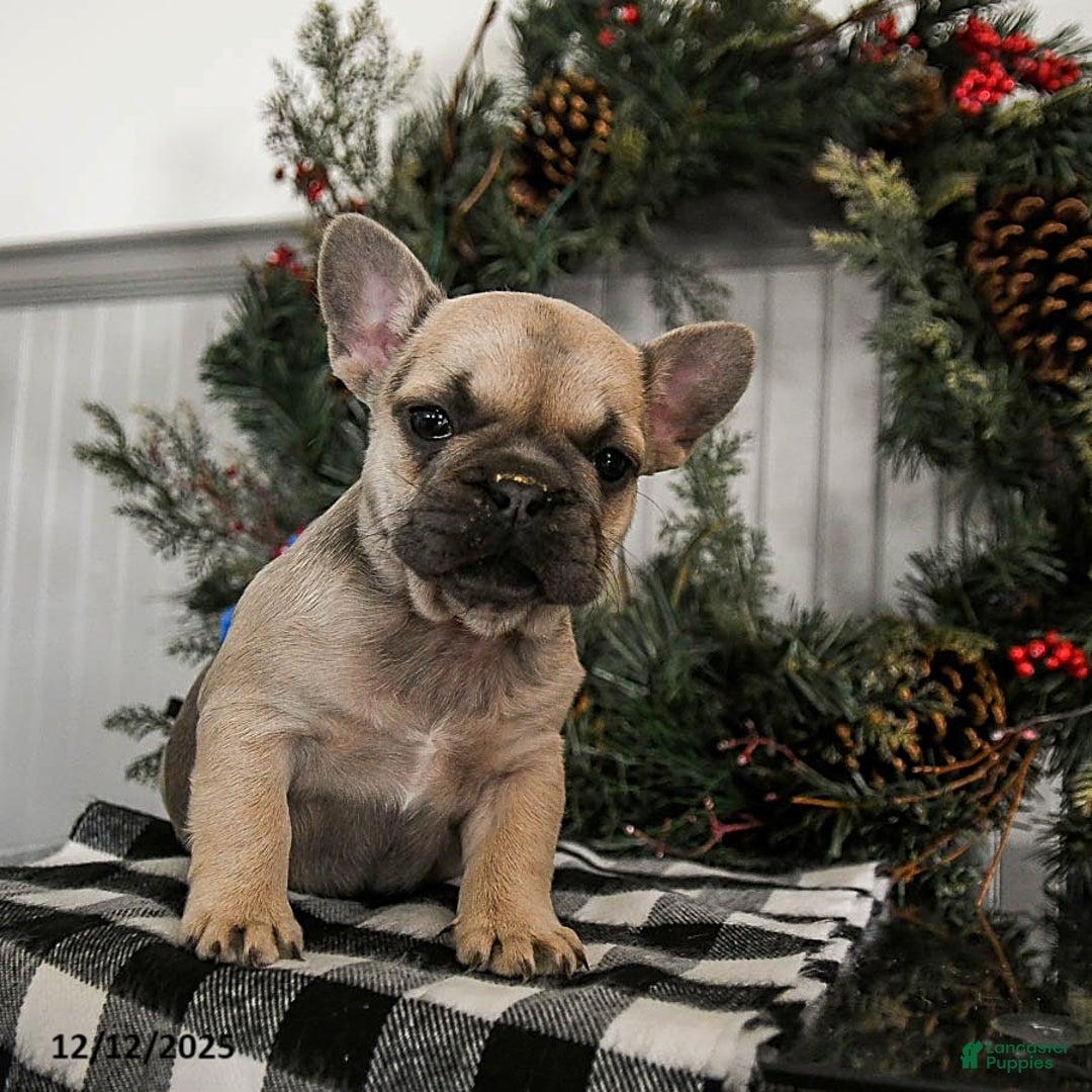 French Bulldog dogs for sale: Daisy - Ad 4